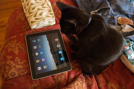 Anche i gatti giocano al tablet