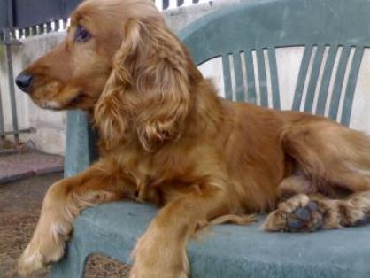 Milano: tenta di violentarla, salvata dal suo cane