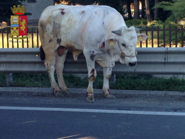 Perugia: un toro in strada, traffico bloccato per due ore