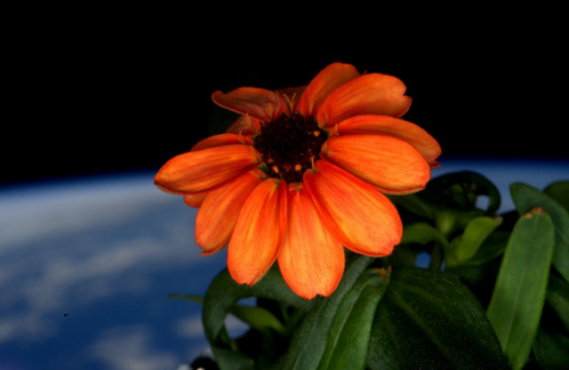 Un fiore sbocciato sulla stazione spaziale, ecco la zinnia