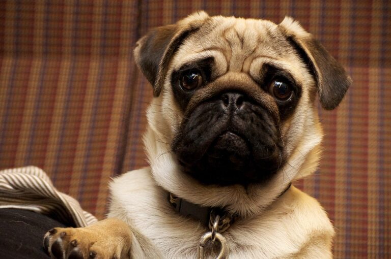 Tecnologia per animali: sempre più novità