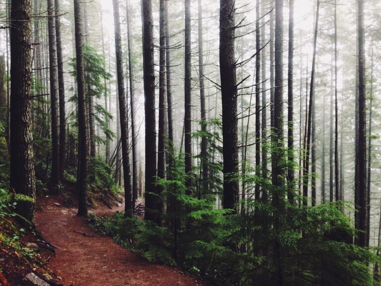 Oggi è la Giornata Mondiale delle Foreste, per la tutela dell’ambiente