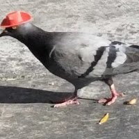 Piccione con cappello